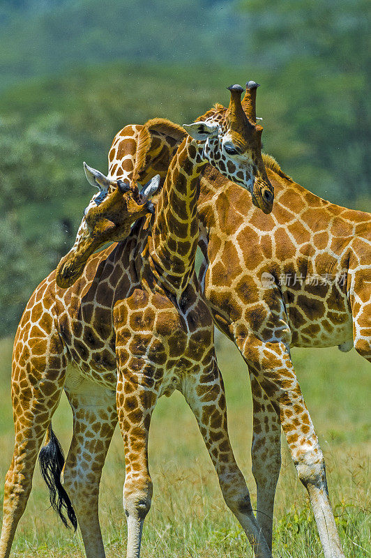 罗斯柴尔德长颈鹿(Giraffa camelopardalis rothschildi)是最濒危的长颈鹿亚种之一，野生长颈鹿只有几百只。纳库鲁湖国家公园，肯尼亚。战斗。